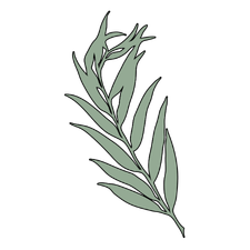 Eukaliptol (Cyneol)